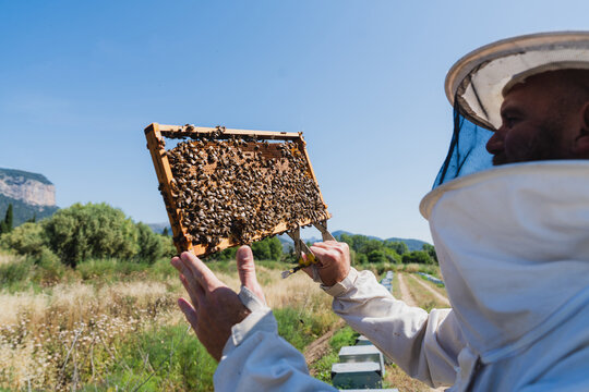 Male beekeeper inspects a honeycomb frame at a rural apiary