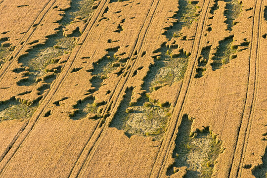 Germany, Baden-Wuerttemberg, Ravensburg, field with hailstone damage