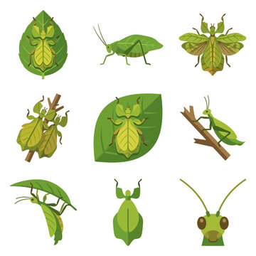 Set of flat vector illustrations depicting leaf insects and katydids with camouflaged green bodies on foliage and branches isolated on white background for nature design projects.