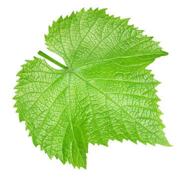 Green grape leaf. Fresh organic vine leaf isolated on white background with clipping path