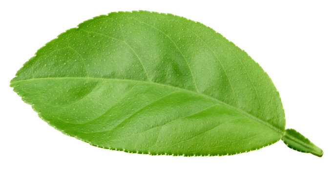 Fresh lemon leaf. Fresh green lemon leaf isolated on white background with clipping path