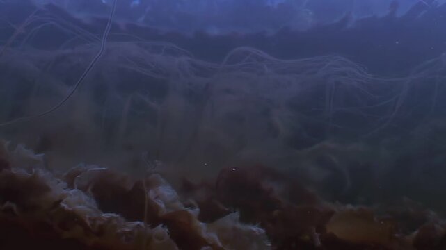 An algae bloom moves gracefully underwater. Sea plants sway in the current, creating a beautiful, organic dance in the depths of the ocean. The water is dark, yet clear.