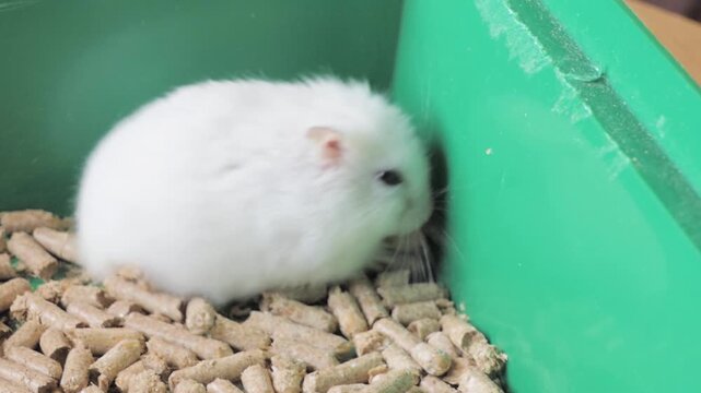 Cute White Dwarf Hamster Curled in a Ball inside its Green Cage with Bedding
