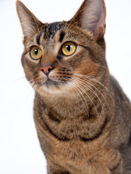 Cute wide-eyed part Abyssinian young male cat walking purposefully past the camera