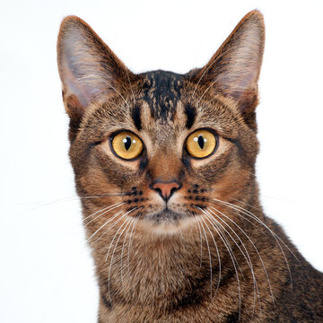 Striking amber eyed part Abyssinian young male cat looking at the camera