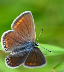 Motyl. Modraszek © Hanna