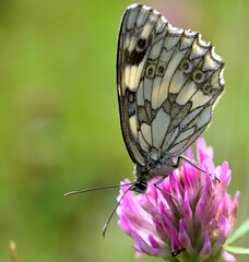Motyl. Szachownica galatea na kwiatach koniczyny – makrofotografia © Hanna