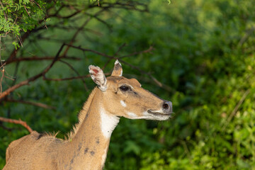 A nilgai antelope in profile against green foliage. Keoladeo National Park Rajasthan India. © theStorygrapher