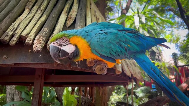 blue and yellow macaw enjoying 