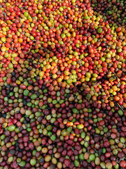 Fototapeta premium Freshly Harvested Coffee Cherries Background