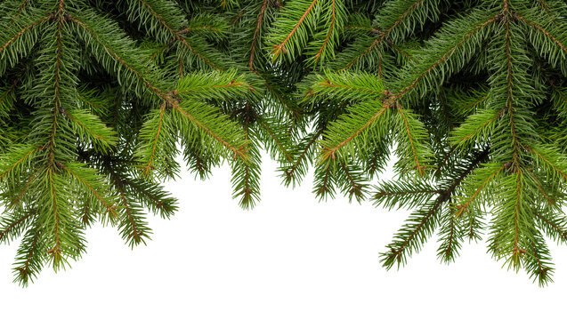 Isolated fresh green fir tree branches natural spruce boughs for festive Christmas winter design