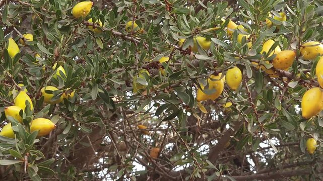 Branch of an argan tree with ripening fruits swaying gently under bright sunlight in Morocco. Natural agricultural scene featuring organic argan nuts growing on traditional Moroccan argania tree.
