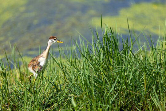 A juvenile pheasant-tailed jacana foraging among tall grass. Keoladeo National Park Rajasthan India.