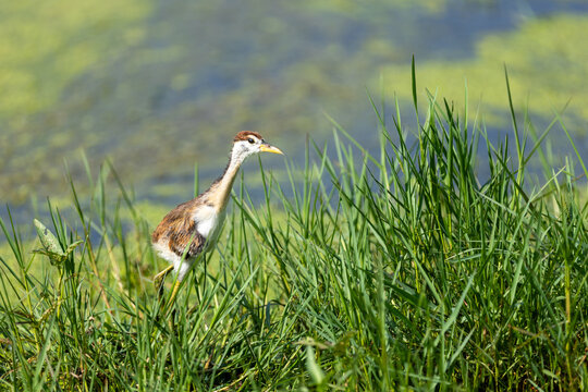 A juvenile pheasant-tailed jacana stepping through the reeds. Keoladeo National Park Rajasthan India.