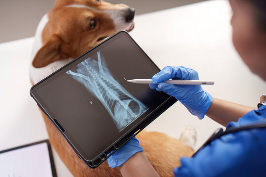 Veterinarian holding tablet with dog radiography for veterinary diagnostics