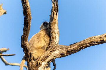 Gray langur monkey perched on a bare dead tree against a clear blue. Jim Corbett National Park Uttarakhand India. © TheStorygrapher
