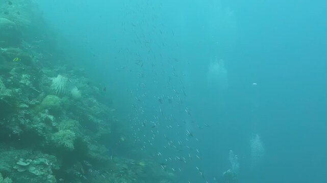 Slowly gliding over the stunning coral garden in the Banda Sea, vibrant marine life thrives among colorful coral formations. This underwater paradise showcases nature's beauty and delicate ecosystems.