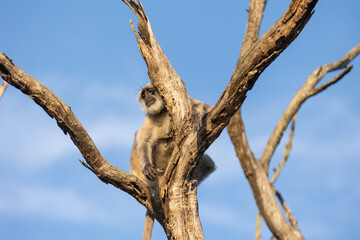 Gray langur monkey resting among the bare branches of a dead tree. Jim Corbett National Park Uttarakhand India. © theStorygrapher