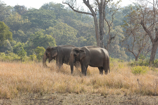 Two Asian elephants grazing in open grassland with forest behind. Jim Corbett National Park Uttarakhand India.