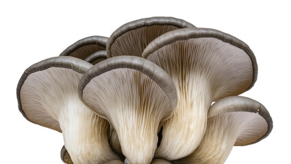 Isolated delicious natural grey oyster mushrooms, fresh edible fungi for healthy cuisine © Ioana