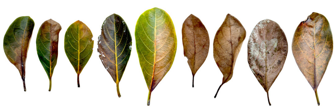 Various jackfruit leaves (Artocarpus heterophyllus) from fresh green to dry brown isolated on white background.