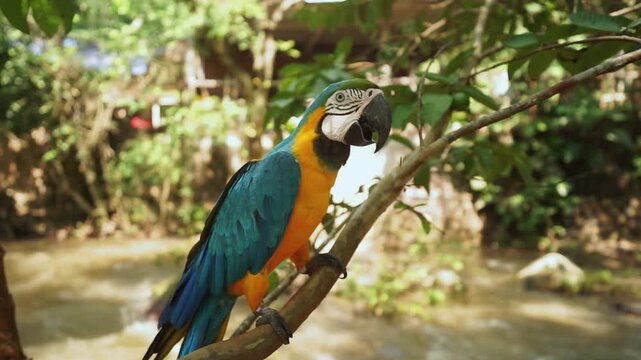 green winged macaw