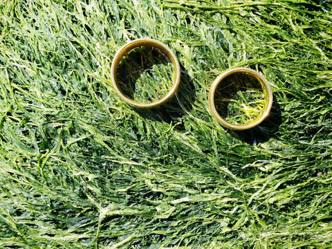 Golden wedding rings on green seaweed by the beach