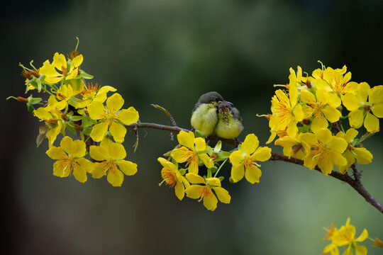 Two cute Olive-backed Sunbird (Cinnyris jugularis) fledglings sitting closely on yellow apricot blossom twig