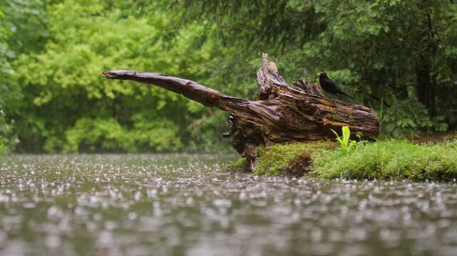 Rain falling on woodland pond with blackbird perched on tree stump, birdwatching