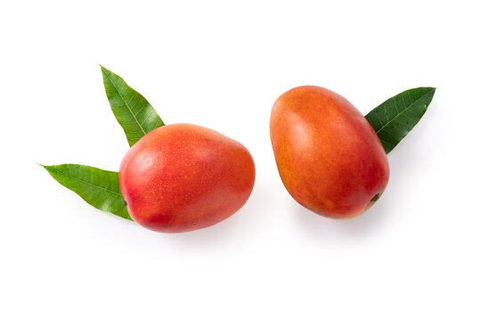 Fresh ripe mango fruit isolated on white background with clipping path