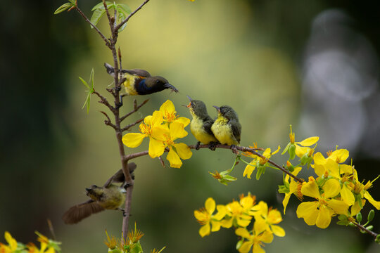 Olive-backed Sunbird (Cinnyris jugularis) feeding fledgling birds near bright yellow apricot blossom in spring