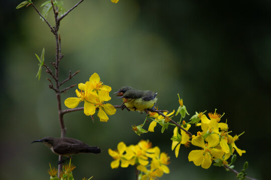 Olive-backed Sunbird (Cinnyris jugularis) feeding chicks near yellow apricot blossom (Ochna integerrima) branch in spring