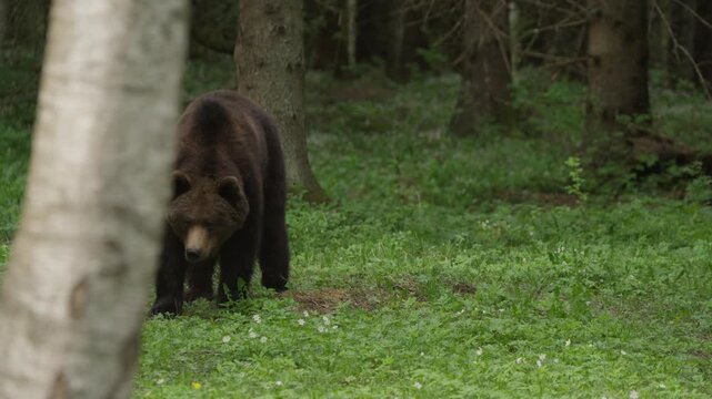 Eurasian brown bear forages behind a silver birch in a forest clearing, then lifts head, licks lips and stares ahead. Slow motion tracking shot in wild woodland habitat.