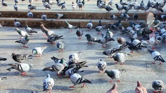 Rock pigeons (*Columba livia domestica*) gather and feed across a paved public square, displaying natural flock behaviour in an urban environment, static shot.