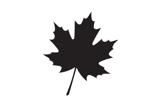 This image features a clean, solid black glyph vector icon of a classic maple leaf with pointed lobes and a stem, as referenced in "image_583827.png". The minimalist and bold design is ideal for autum