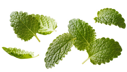 Isolated vibrant fresh green mint leaves aromatic natural culinary herb healthy ingredient © Ioana
