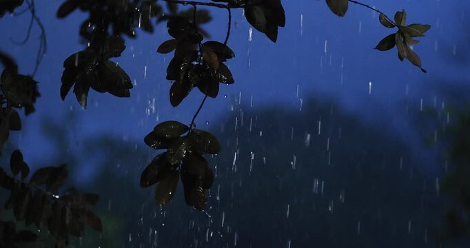 Rain falling through tree branches at dusk with a peaceful natural atmosphere. Cinematic rainfall, wet leaves, monsoon weather, relaxation, environment, and nature background