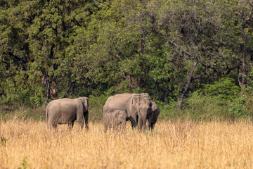Asian elephant family with a calf standing in tall dry grassland. Jim Corbett National Park Uttarakhand India. © TheStorygrapher