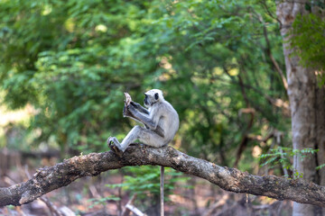 Gray langur monkey sitting on a branch feeding in green forest. Jim Corbett National Park Uttarakhand India. © theStorygrapher