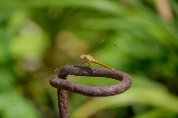 Obraz premium yellow dragonfly on a green background