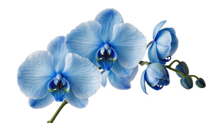 Isolated vibrant blue orchid flower branch with elegant blooming blossoms and buds © Lucas