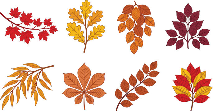 Colorful Autumn Leaf Branches with Maple Oak Chestnut and Willow Botanical Collection