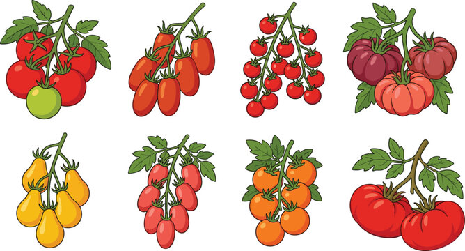 Colorful Tomato Varieties on Vines with Cherry Plum and Heirloom Produce