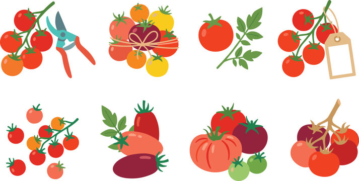 Fresh Tomato Harvest Gardening and Market Produce Flat Vector Illustration Set