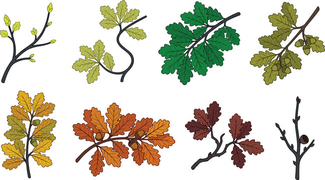 Oak Tree Branches Through Seasons with Buds Leaves Acorns and Autumn Foliage