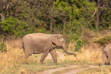 Fototapeta premium Asian elephant crossing a grassland trail in profile before. Jim Corbett National Park Uttarakhand India.