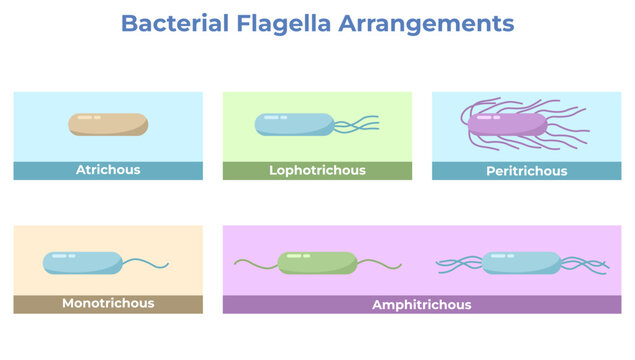 Bacterial Flagella Arrangements Illustration Including Monotrichous, Amphitrichous, Lophotrichous, Peritrichous, and Atrichous