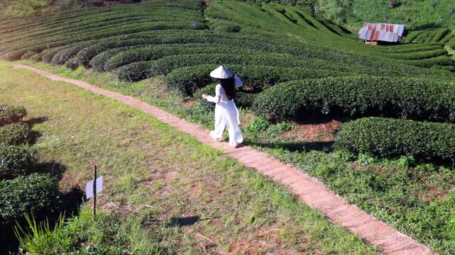 An Asian woman wearing a white ao dai strolls through a tea plantation in northern Thailand.
