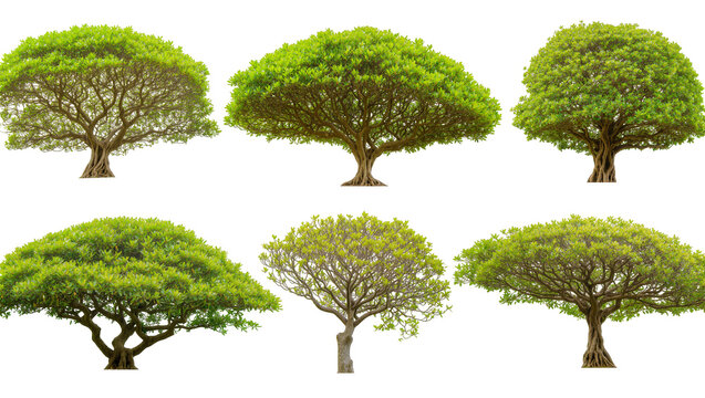 Isolated six different vibrant green trees with lush foliage and strong trunks for design elements