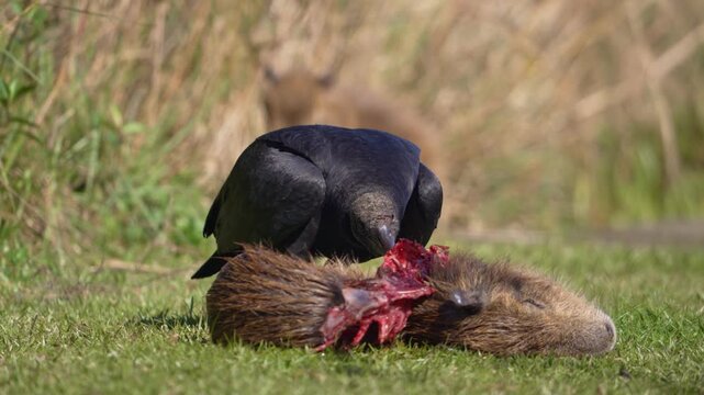 Black vulture tears into a freshly killed capybara on short grass, exposing red flesh and bone in bright daylight.